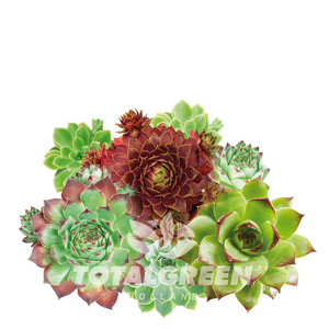 Mini Green House Sempervivum