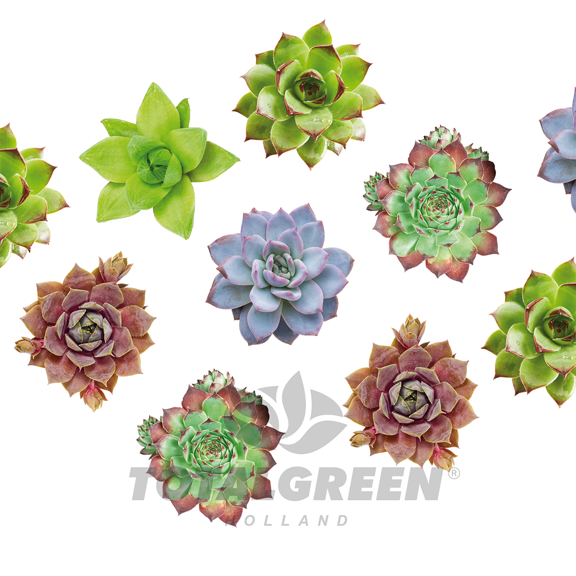 Mini Green House Sempervivum