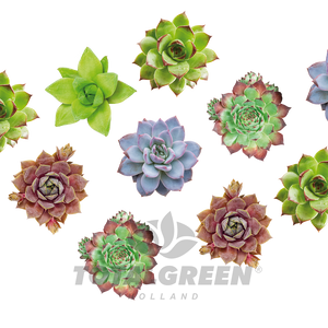 Mini Green House Sempervivum