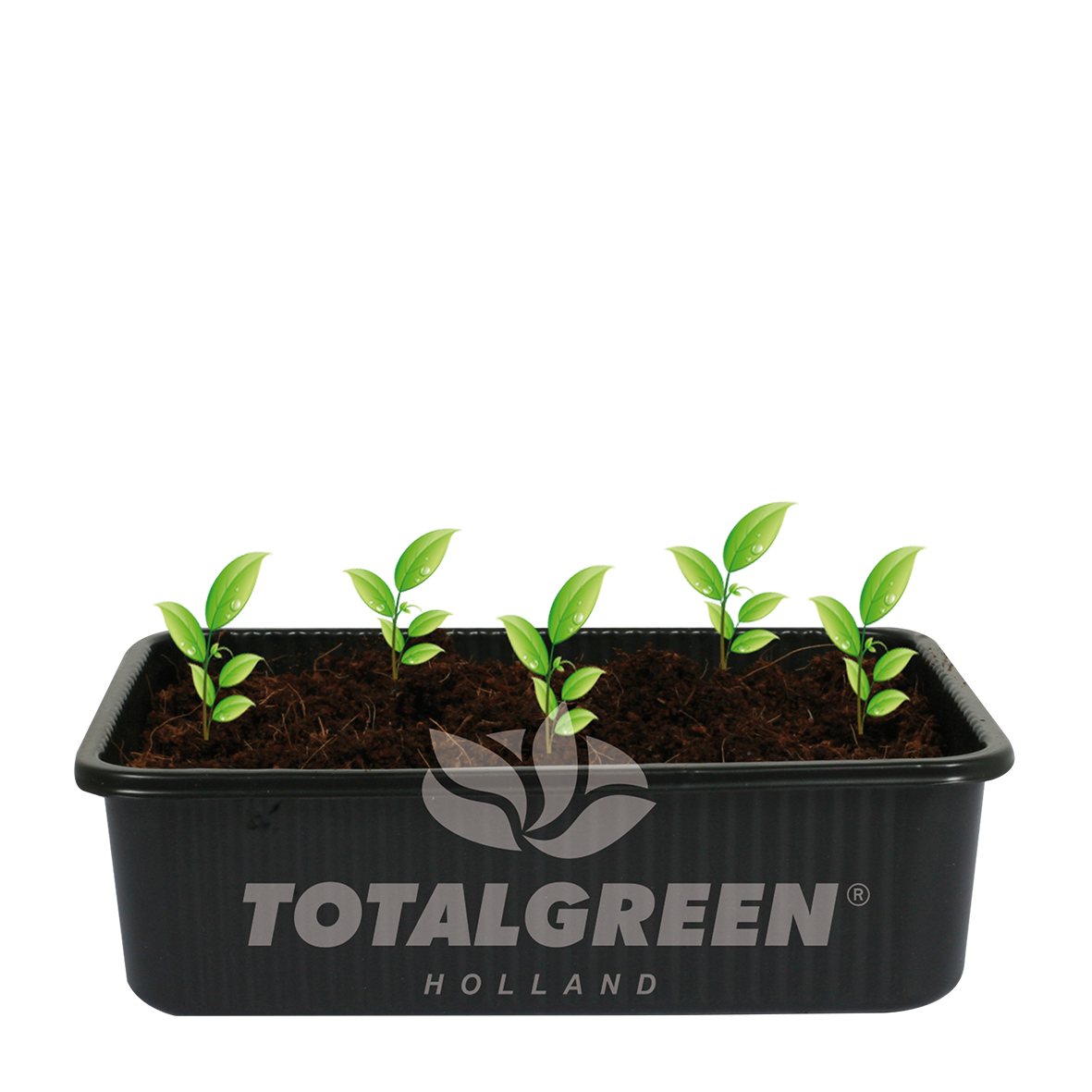 Mini Green House Cactus