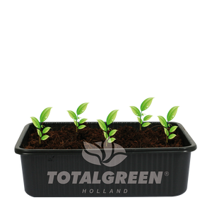 Mini Green House Cactus
