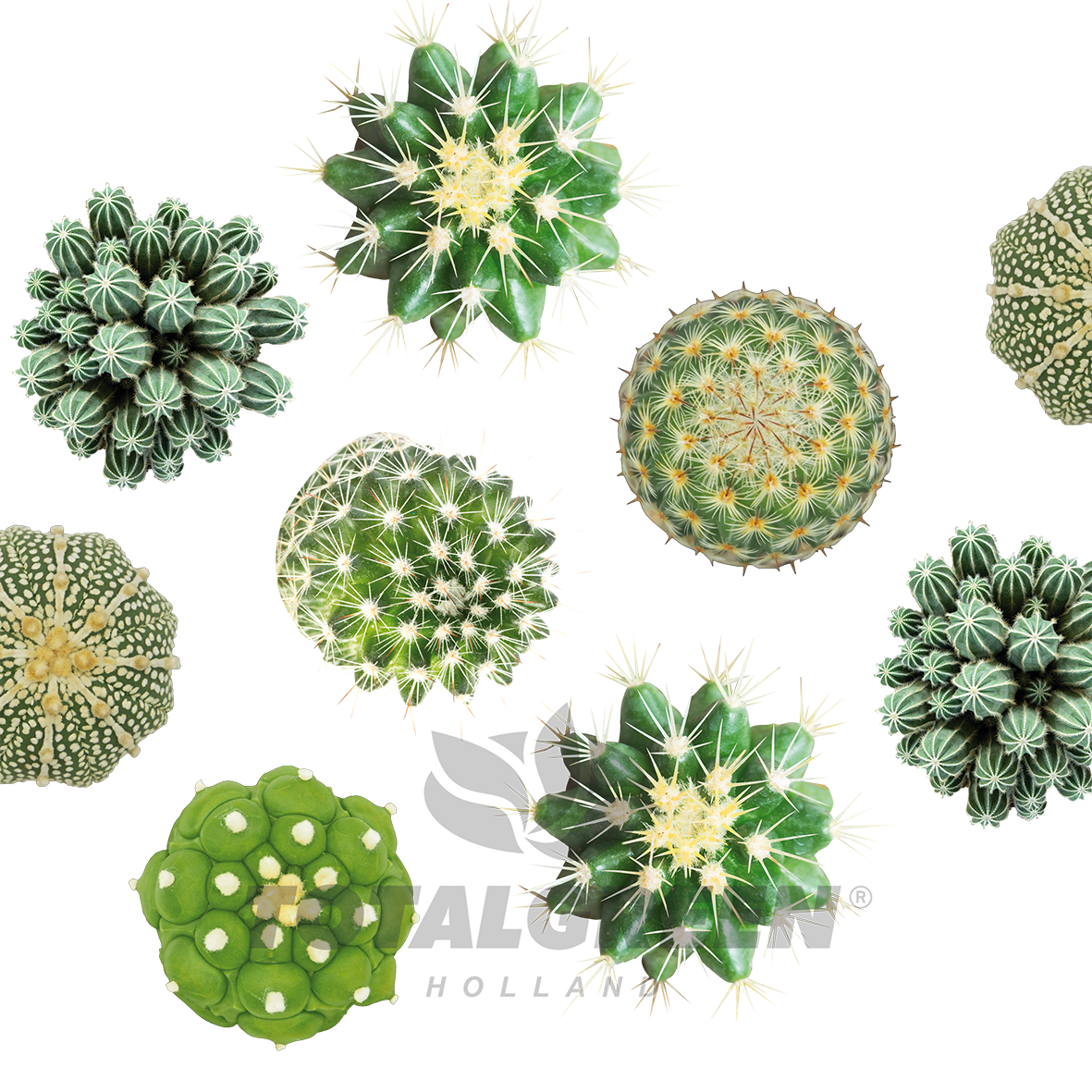 Mini Green House Cactus
