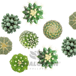 Mini Green House Cactus