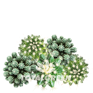 Mini Green House Cactus