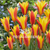 Tulips Chrysantha