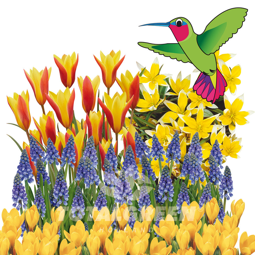 Pollinator Garden Spring Flowering