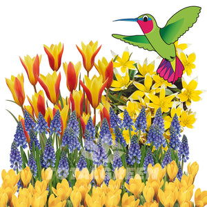 Pollinator Garden Spring Flowering