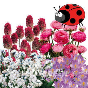 Pollinator Garden Spring Flowering