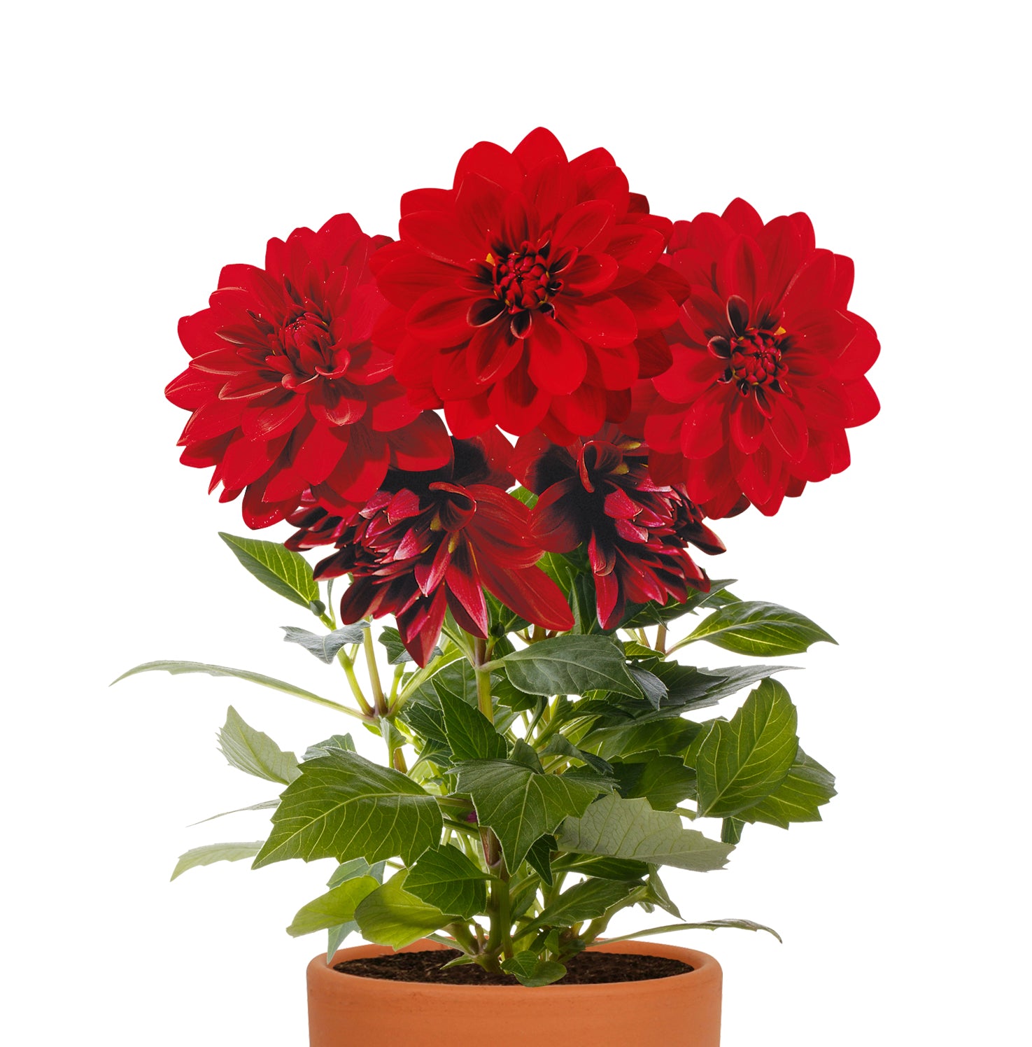 Dahlia Seed Grow Kit in Terracotta Pot
