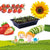 KIDS Seed Starter Kits Sunflower - Cherry Tomato - Cucumber - Strawberry