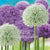 Allium Purple and White Flower Bulbs