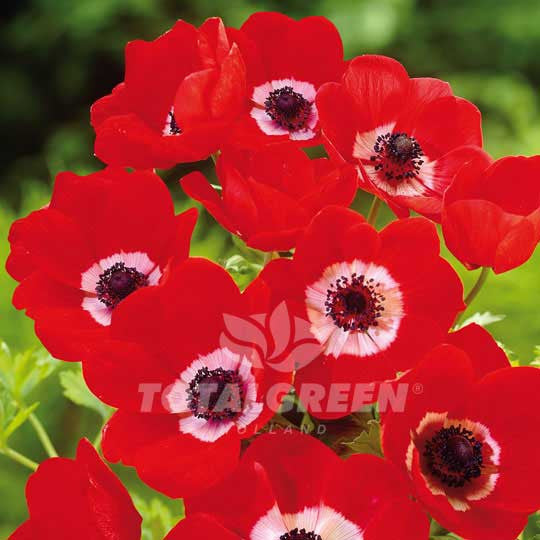 Anemones De Caen Hollandia Windflower - Summer Flowering Flower Bulbs
