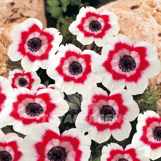 Anemones Bi-Color Windflower Flower Bulbs