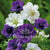 Anemones Blue & White Mixed Windflower - Spring Flowering Bulbs