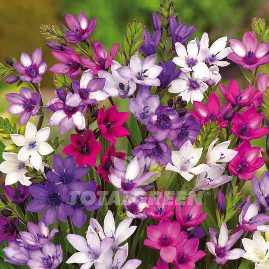 Babiana Mixed Flower Bulbs