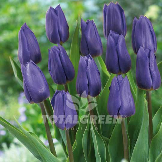 Tulips Triumph Blue