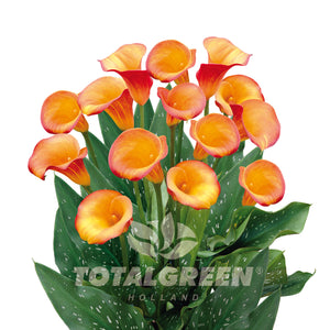 Calla Trumpet Lily