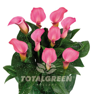 Calla Trumpet Lily