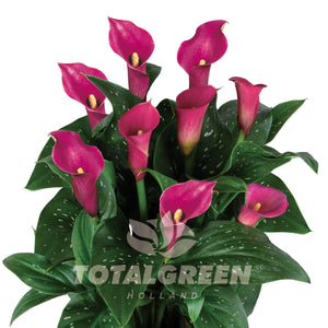 Calla Trumpet Lily