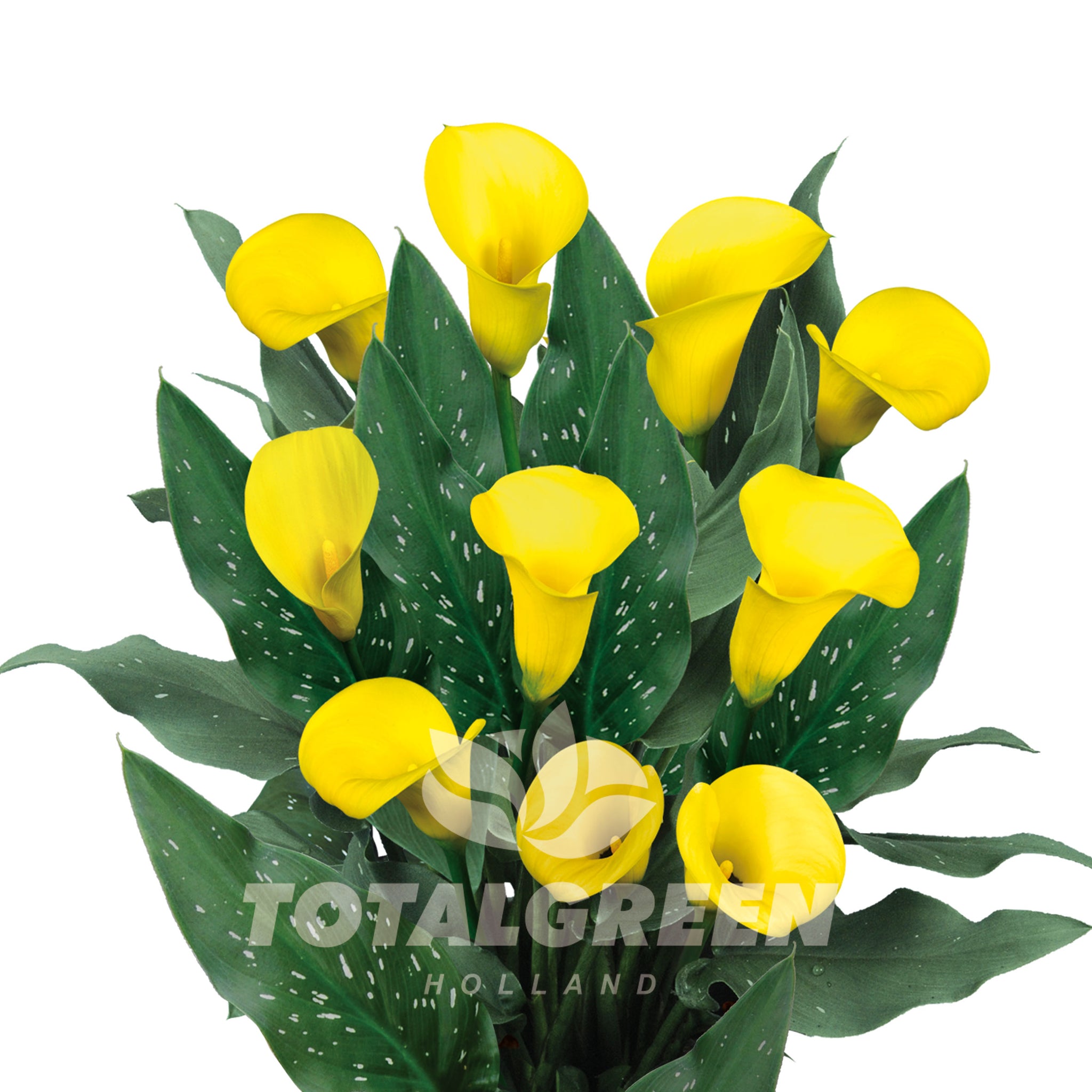 Calla Trumpet Lily