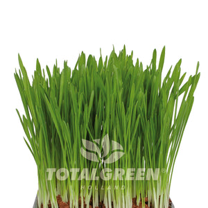 Cat Grass Grow Kit