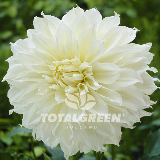 Dahlia Fleurel