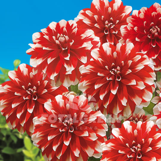 Dahlias Red-White