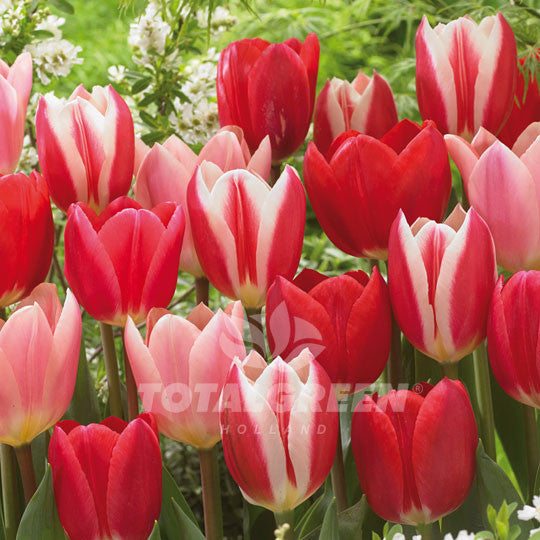 Tulips Darwin Hybrid Delight Mixed