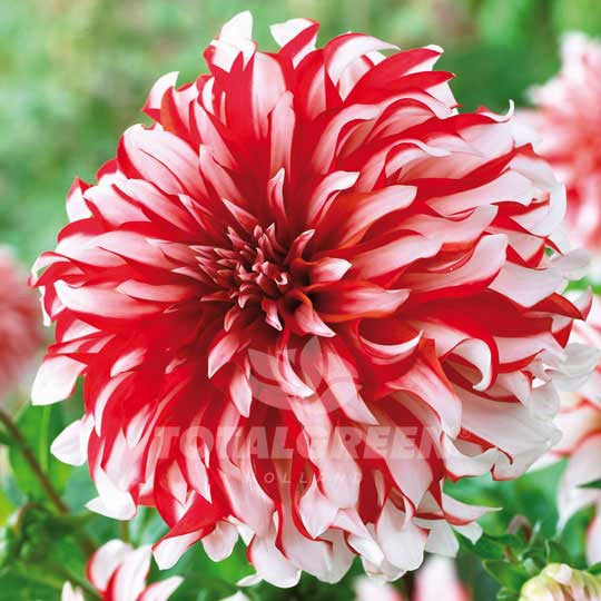 Dahlias Duet Flower Bulbs