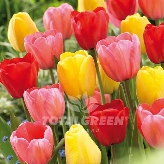 Tulips Darwin Hybrid Mixed