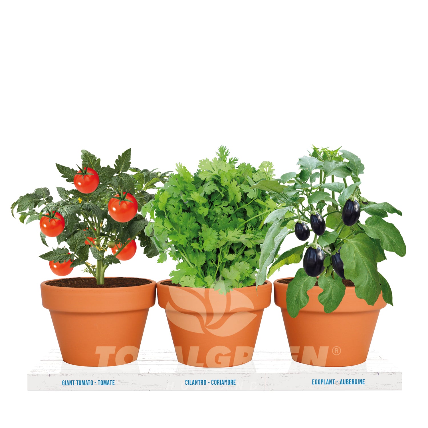 Kitchen Trio Grow Kit Tomato - Cilantro - Eggplant