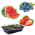 Seed Starter Kits Fruits