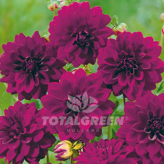 Dahlias Gallery Purple Flower Bulbs