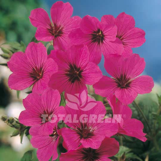 Cranesbill Geranium Pink Flower Bulbs