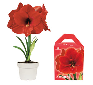 Unique Amaryllis Grow Kit - Amazon