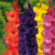 Gladioli Mixed Colors Flower Bulbs