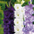 Gladioli Blue – White Mixed Flower Bulbs