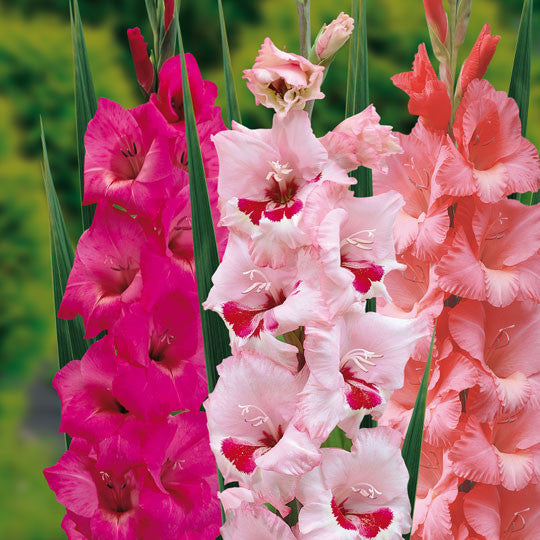 Gladioli Pink Mixed Flower Bulbs