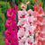 Gladioli Pink Mixed Flower Bulbs