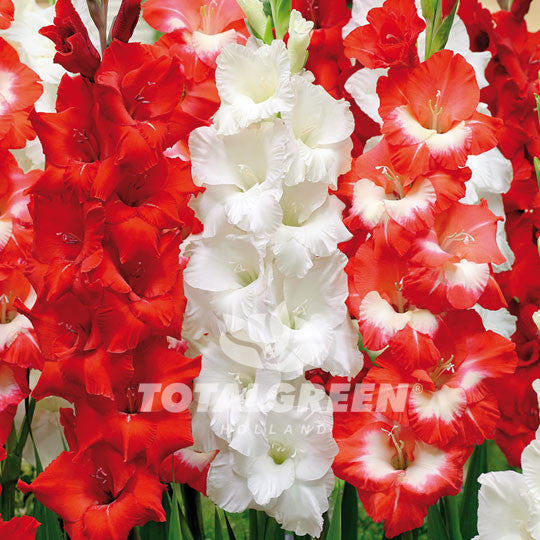 Gladioli Red White Mixed