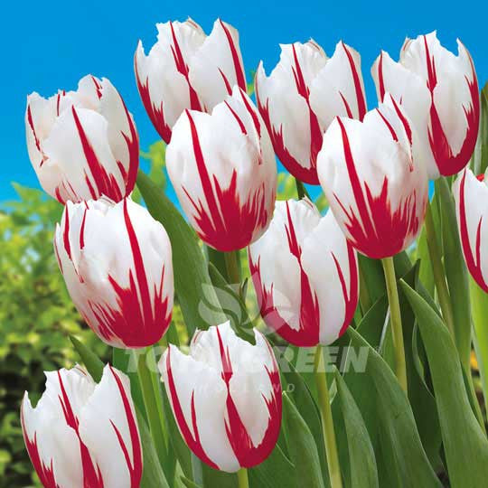Tulips Triumph Happy Generation