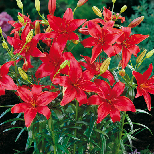 Hardy Lilies Red Asiatic Flower Bulbs