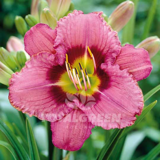 Daylily Hemerocallis Pink Flower Bulbs