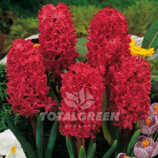 Hyacinths Red Flower Bulbs