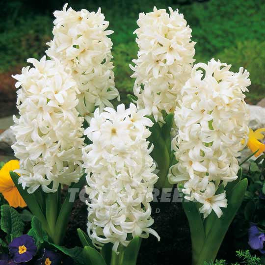Hyacinths White