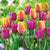 Tulips Collection Indian Summer Mix Flower Bulbs 