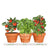 Kitchen Trio Grow Kit Tomato - Basil - Mini Tomato