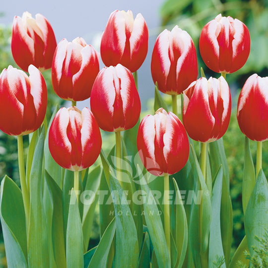 Tulips Triumph Leen van der Mark