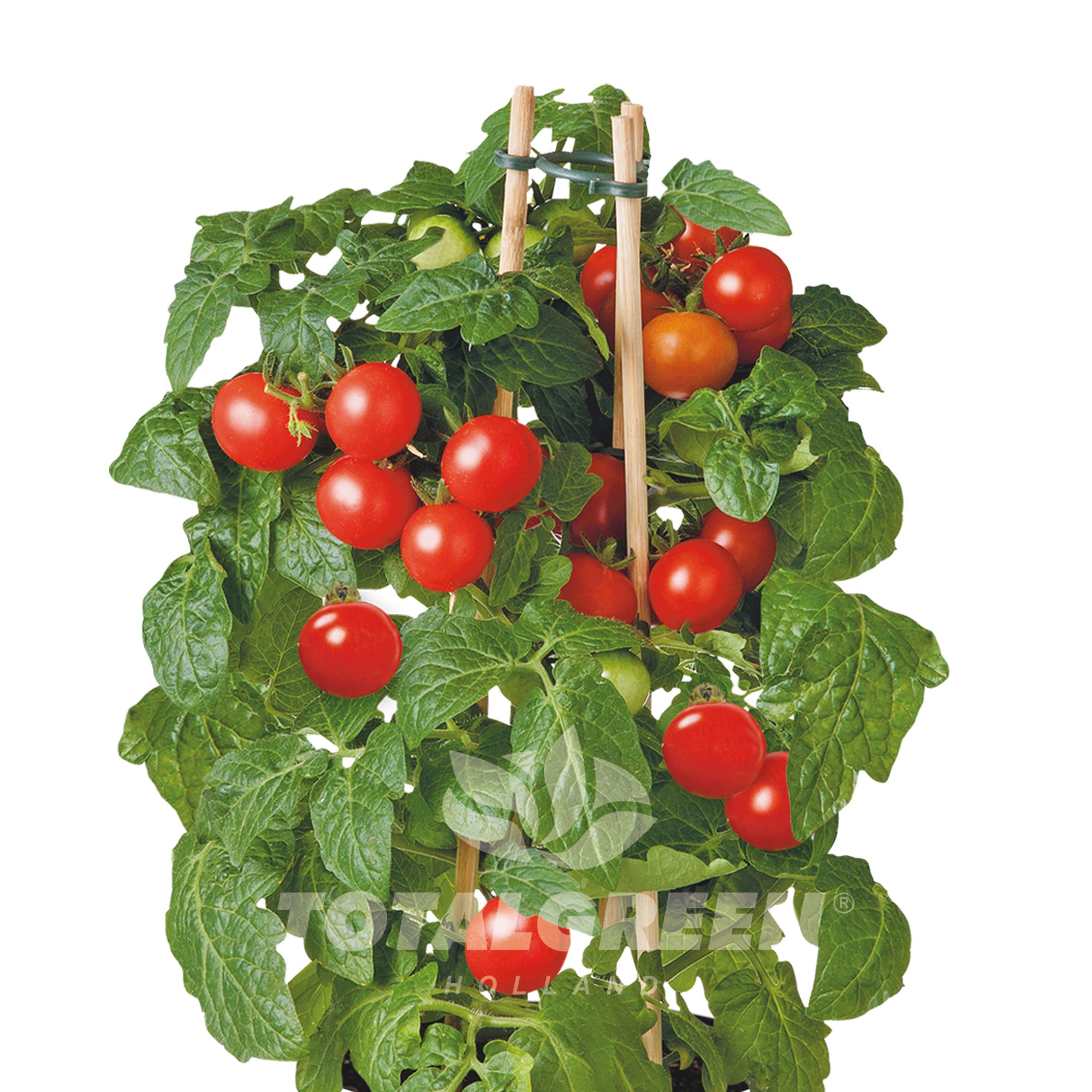 Mini Tomato Grow Kit in Pot
