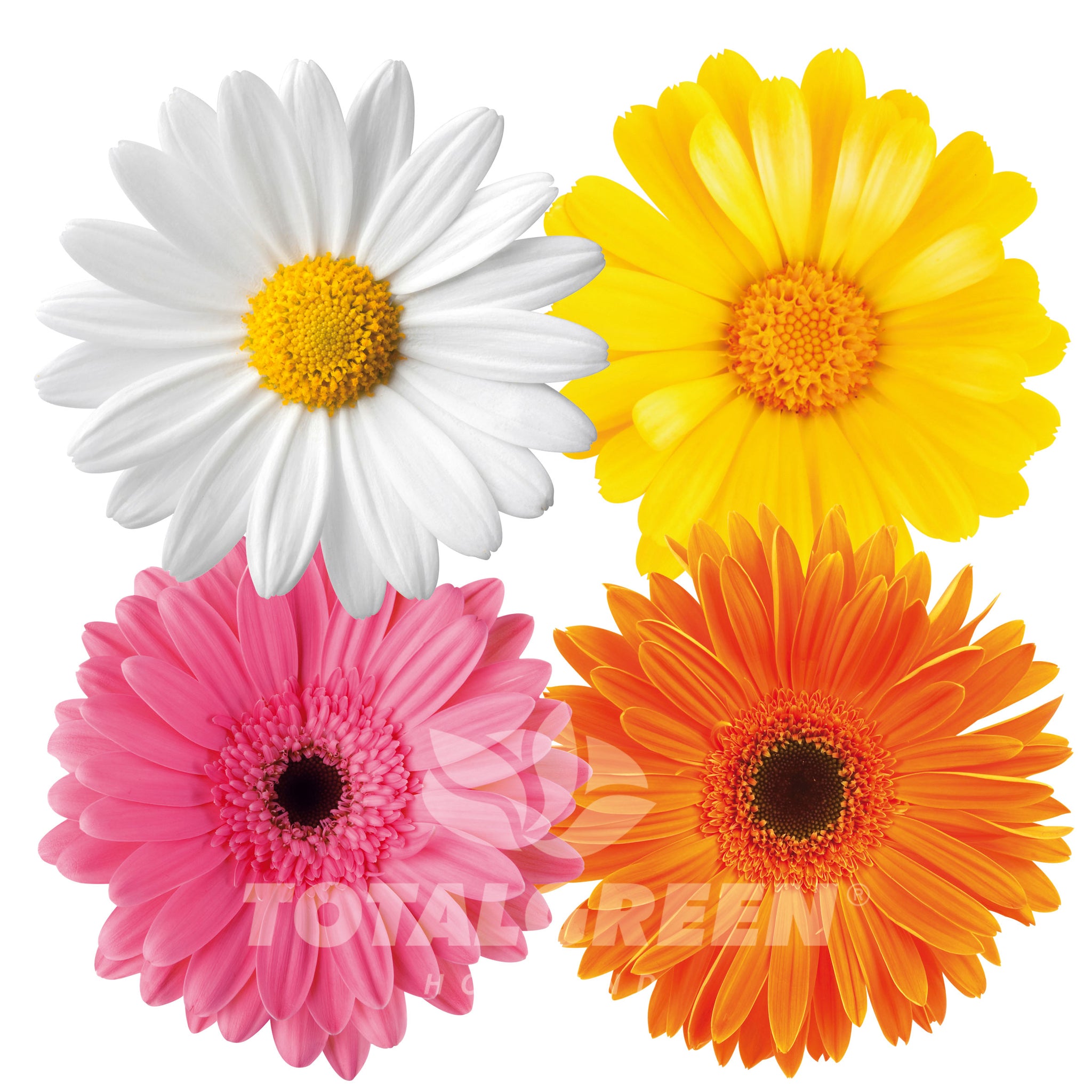 Daisy Grow Kits Mothers Day
